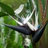 Kép 1/11 - Strelitzia nicolai - papagájvirág