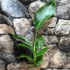 Kép 7/11 - Strelitzia nicolai - papagájvirág