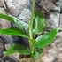 Kép 11/11 - Strelitzia nicolai - papagájvirág