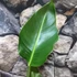 Kép 9/11 - Strelitzia nicolai - papagájvirág