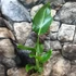 Kép 10/11 - Strelitzia nicolai - papagájvirág