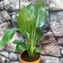 Kép 3/6 - Strelitzia reginae - pompás papagájvirág