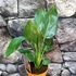 Kép 6/6 - Strelitzia reginae - pompás papagájvirág