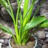 Kép 3/6 - Strelitzia reginae 2 növény  / cserép