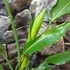 Kép 4/6 - Strelitzia reginae 2 növény  / cserép