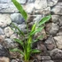 Kép 2/6 - Strelitzia reginae 2 növény  / cserép