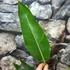 Kép 5/6 - Strelitzia reginae 2 növény  / cserép