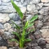 Kép 6/6 - Strelitzia reginae 2 növény  / cserép
