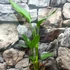 Kép 2/5 - Strelitzia reginae 2 növény / cserép