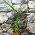 Kép 3/5 - Strelitzia reginae 2 növény / cserép