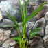 Kép 4/5 - Strelitzia reginae 2 növény / cserép