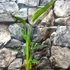 Kép 5/5 - Strelitzia reginae 2 növény / cserép