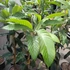 Kép 9/10 - Eriobotrya japonica - japán naspolya