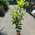Kép 3/10 - Eriobotrya japonica - japán naspolya