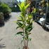 Kép 4/10 - Eriobotrya japonica - japán naspolya