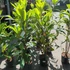 Kép 5/10 - Eriobotrya japonica - japán naspolya