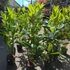 Kép 6/10 - Eriobotrya japonica - japán naspolya