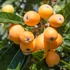 Kép 1/10 - Eriobotrya japonica - japán naspolya