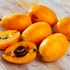 Kép 8/10 - Eriobotrya japonica - japán naspolya