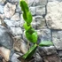 Kép 4/7 - Pitaya Hylocereus undatus / Sárkánygyümölcs
