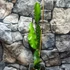 Kép 7/7 - Pitaya Hylocereus undatus / Sárkánygyümölcs