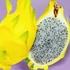 Kép 1/7 - Pitaya Selenicereus megalanthus / Sárkánygyümölcs gyökeres dugvány