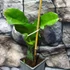 Kép 2/7 - Pitaya Selenicereus megalanthus / Sárkánygyümölcs gyökeres dugvány