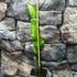 Kép 6/7 - Pitaya Selenicereus megalanthus / Sárkánygyümölcs gyökeres dugvány