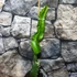 Kép 7/7 - Pitaya Selenicereus megalanthus / Sárkánygyümölcs gyökeres dugvány