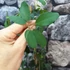 Kép 3/8 - Akebia quinata - ötlevelű akébia
