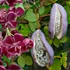 Kép 5/8 - Akebia quinata - ötlevelű akébia