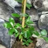 Kép 6/8 - Akebia quinata - ötlevelű akébia