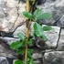 Kép 7/8 - Akebia quinata - ötlevelű akébia