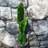 Kép 2/7 - Hylocereus undatus - sárkánygyümölcs