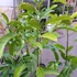Kép 3/10 - Diospyros 'Black Nigra' - fekete datolyaszilva