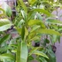 Kép 5/10 - Diospyros 'Black Nigra' - fekete datolyaszilva