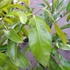 Kép 6/10 - Diospyros 'Black Nigra' - fekete datolyaszilva