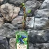 Kép 8/12 - Lonicera kamtschatica 'Duet' – kamcsatkai mézbogyó