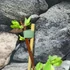 Kép 6/12 - Lonicera kamtschatica 'Duet' – kamcsatkai mézbogyó