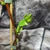 Kép 7/12 - Lonicera kamtschatica 'Duet' – kamcsatkai mézbogyó