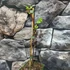 Kép 11/12 - Lonicera kamtschatica 'Duet' – kamcsatkai mézbogyó