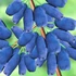 Kép 1/12 - Lonicera kamtschatica 'Duet' – kamcsatkai mézbogyó