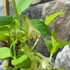 Kép 3/12 - Lonicera kamtschatica 'Duet' – kamcsatkai mézbogyó