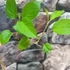 Kép 5/8 - Actinidia arguta Weikii (porzós)