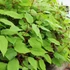 Kép 1/8 - Actinidia arguta Weikii (porzós)