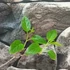 Kép 4/6 - Actinidia arguta Bayern (termős)