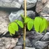 Kép 2/6 - Carya illinoinensis - pekándió