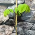 Kép 4/6 - Carya illinoinensis - pekándió
