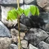 Kép 5/6 - Carya illinoinensis - pekándió