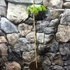 Kép 3/6 - Carya illinoinensis - pekándió